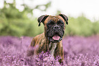 Boxer