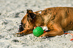 lying German Boxer