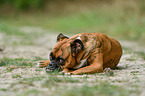 lying German Boxer
