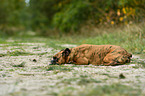 lying German Boxer