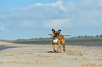playing German Boxer