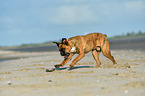 running German Boxer