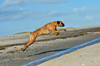 jumping German Boxer