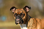 German Boxer Portrait