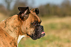 German Boxer Portrait