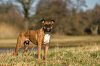 German Boxer