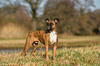 German Boxer