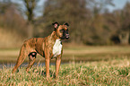 German Boxer