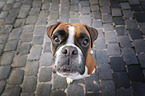 German Boxer