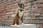 German Boxer