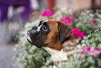 German Boxer