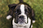 sitting German Boxer