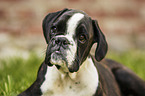 lying  German Boxer