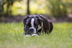 lying  German Boxer