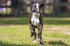 running German Boxer