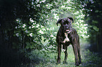 standing German Boxer