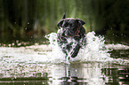 running German Boxer