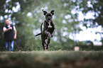 running German Boxer
