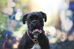 German Boxer portrait