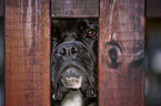 German Boxer portrait
