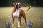 standing German Boxer
