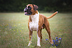 standing German Boxer