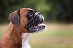 German Boxer portrait