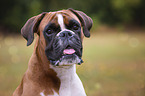 German Boxer portrait