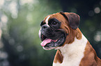 German Boxer portrait