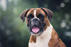 German Boxer portrait