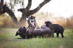 playing German Boxer