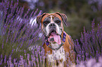 German Boxer portrait