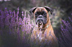 German Boxer portrait