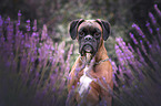 German Boxer portrait