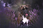 German Boxer portrait