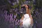 German Boxer portrait