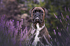 German Boxer portrait