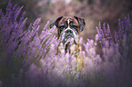 German Boxer portrait