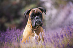 German Boxer portrait