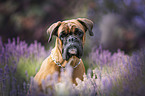 German Boxer portrait