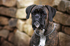 German Boxer portrait