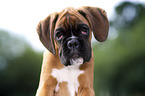 German Boxer portrait