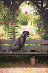 sitting German Boxer
