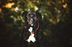 German Boxer portrait