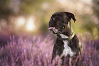 German Boxer portrait