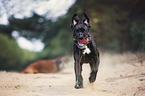 running German Boxer