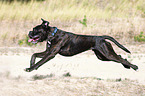 running German Boxer