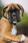 German Boxer puppy