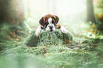 German Boxer Puppy
