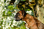 German Boxer portrait